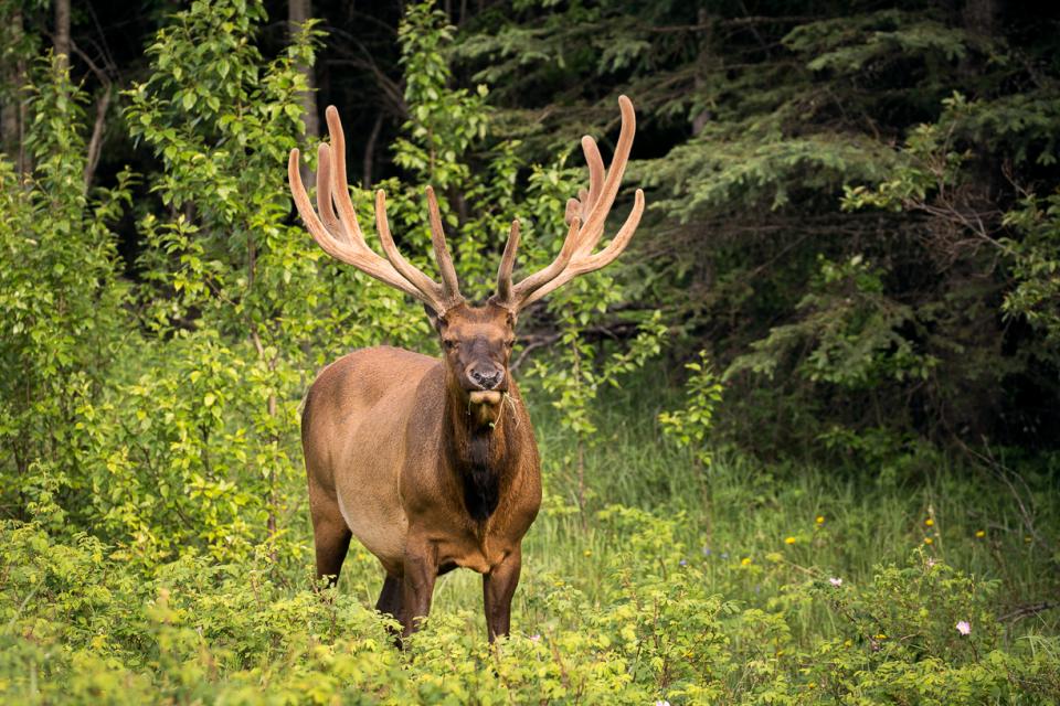 Cervus Canadensis | Shutterbug